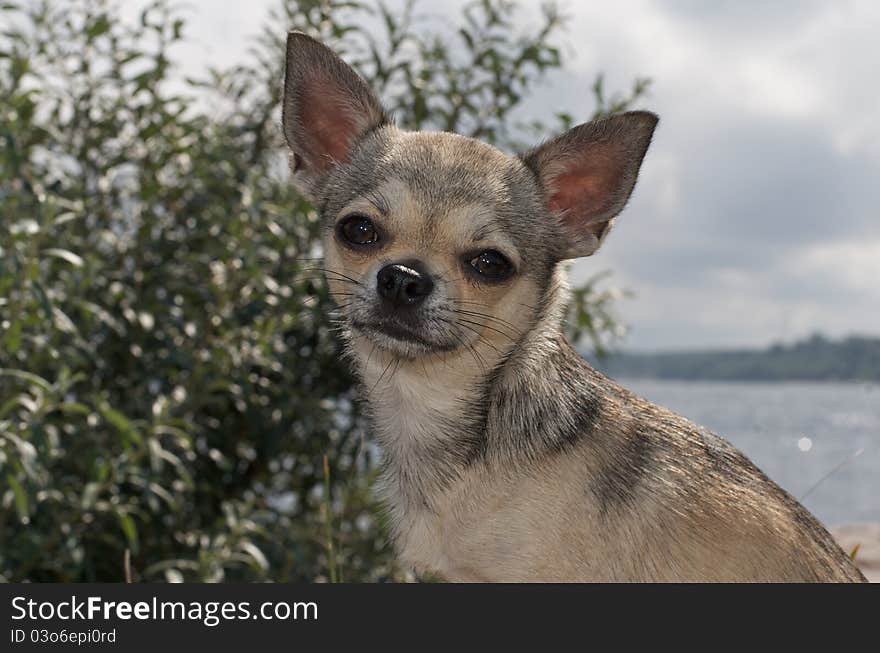 Chihuahua at the beach with water in the background