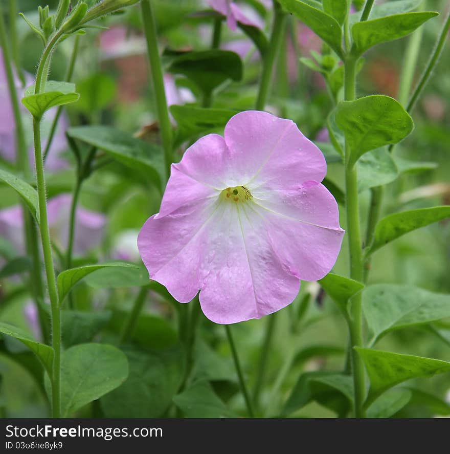 Convolvulus bindweed flower