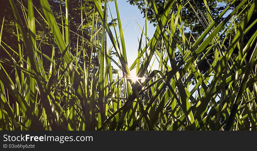 Tiger Grass