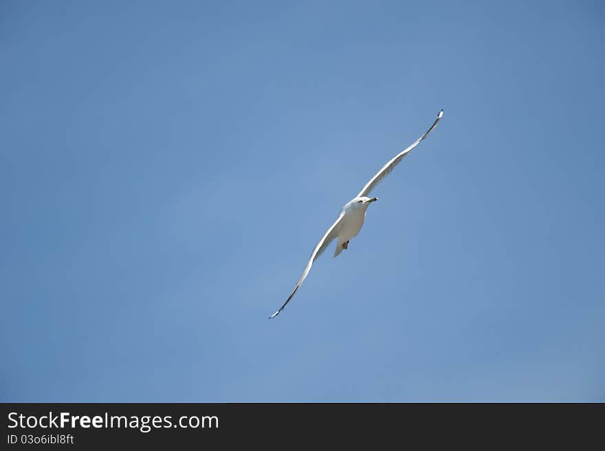 Seagull