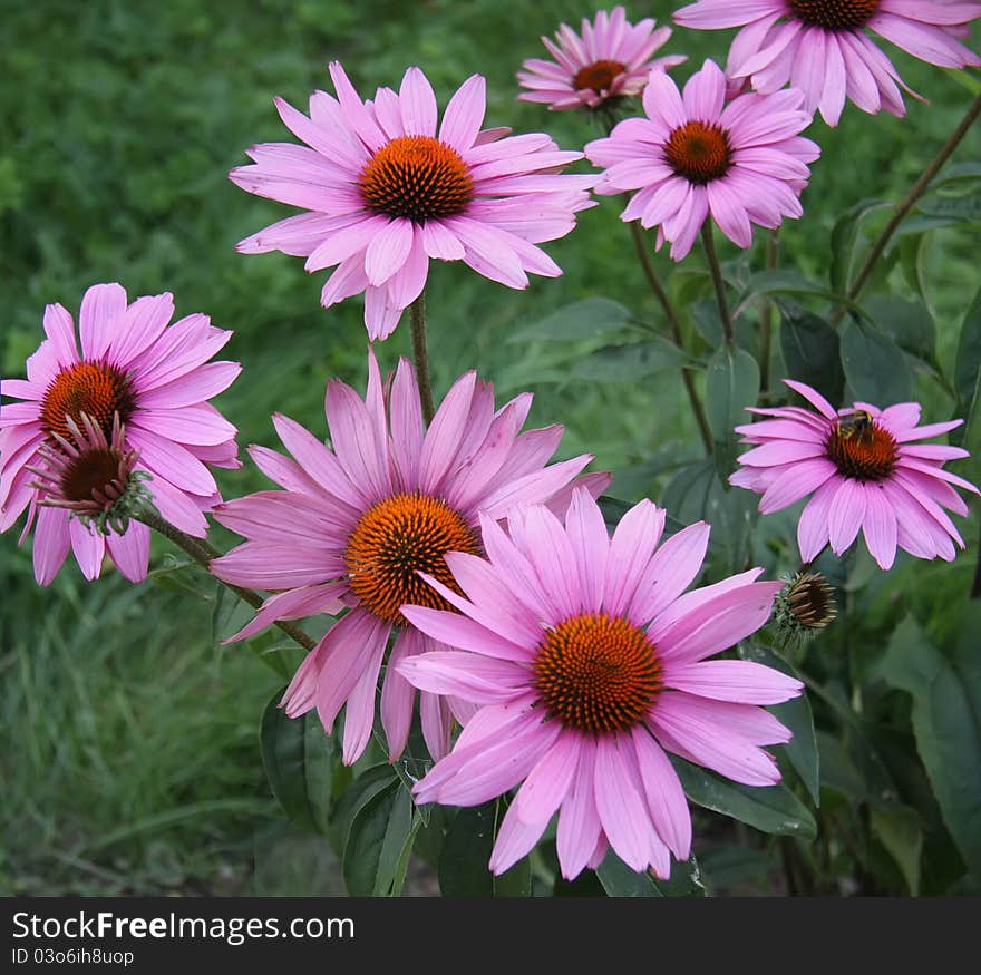 Lilas dimorphotheca blossoms close up image