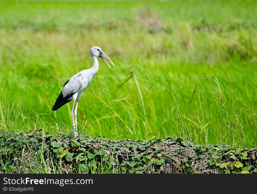 Bird Pakheag middle of rice fields. Bird Pakheag middle of rice fields.