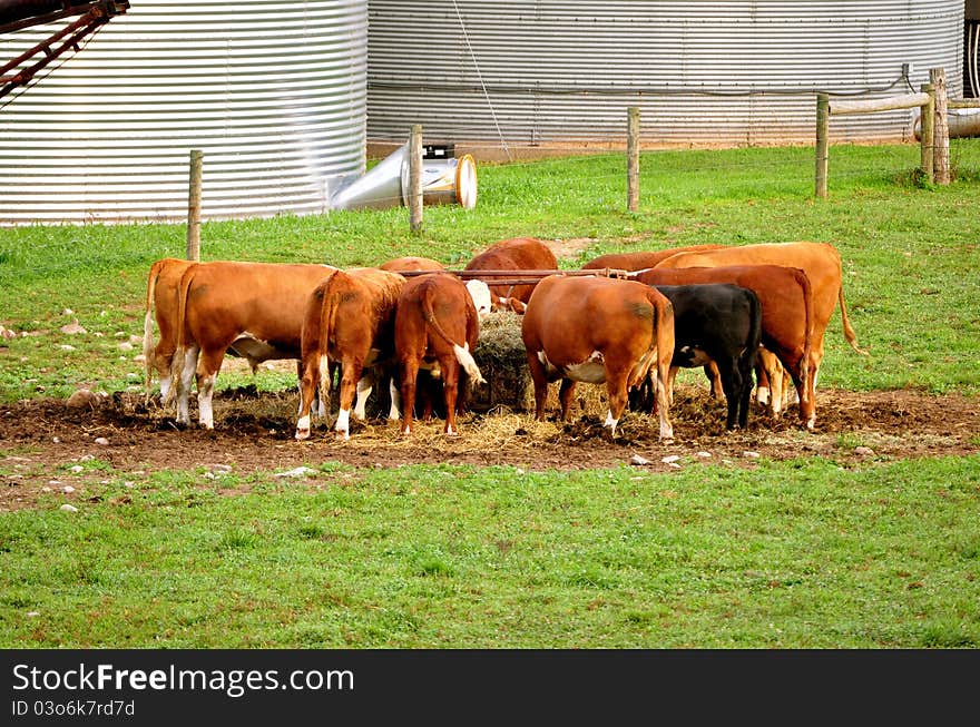 Cows at Feeding Time