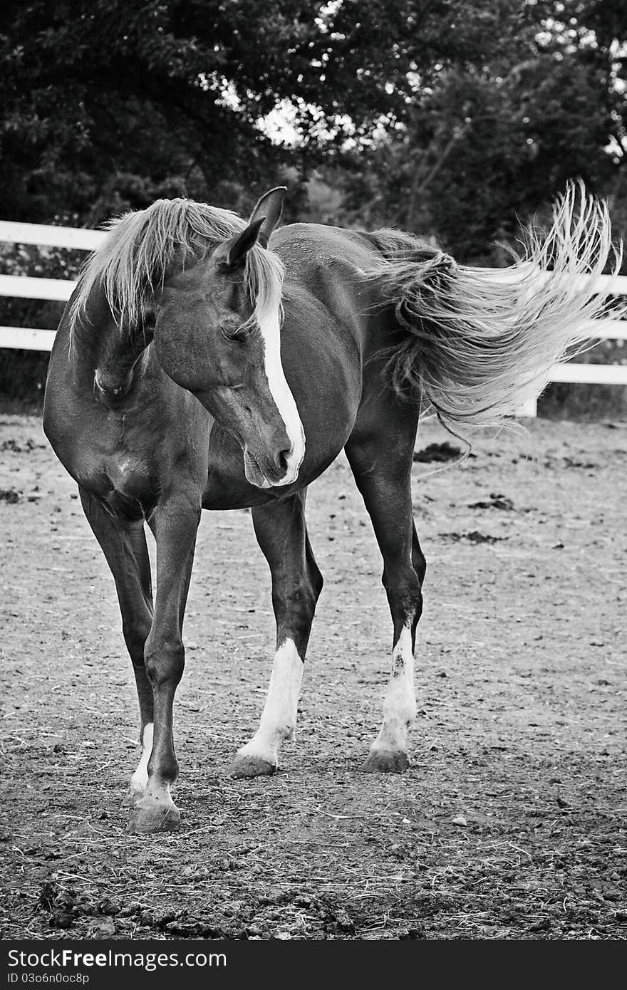 A black and white of a horse.