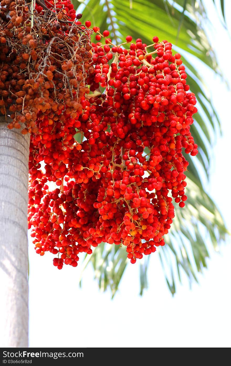 A kind of red betel palm flowers and fruits its plants used as garden and outdoor home decoration. A kind of red betel palm flowers and fruits its plants used as garden and outdoor home decoration