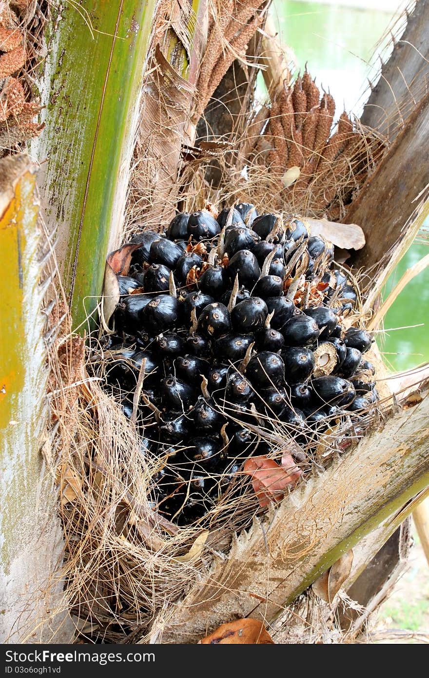 A picture of a kind of palm and its black seeds on tree. A picture of a kind of palm and its black seeds on tree