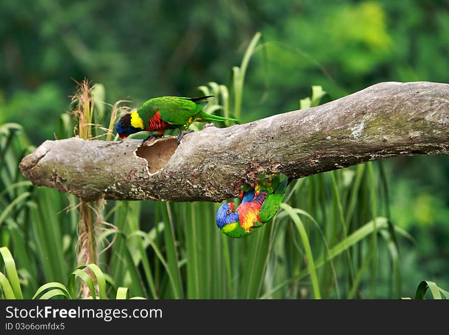 Beautiful Rainbow Lorikeet From West Australia. Beautiful Rainbow Lorikeet From West Australia