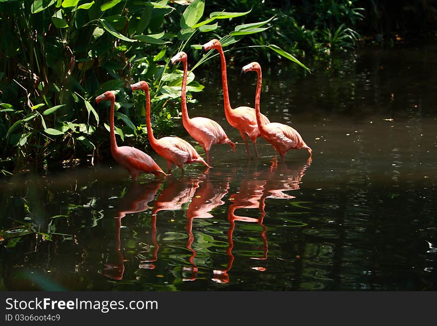 Bird flamingo walking in a line