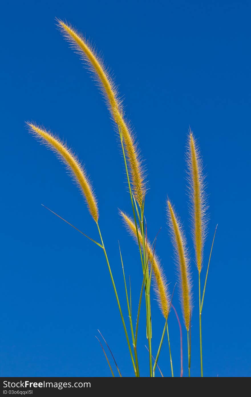 Grass flower on blue sky