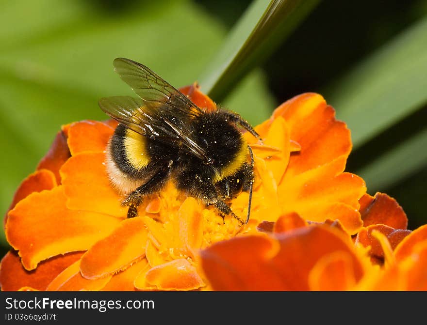 The big bumblebee collects pollen on a flower. The big bumblebee collects pollen on a flower