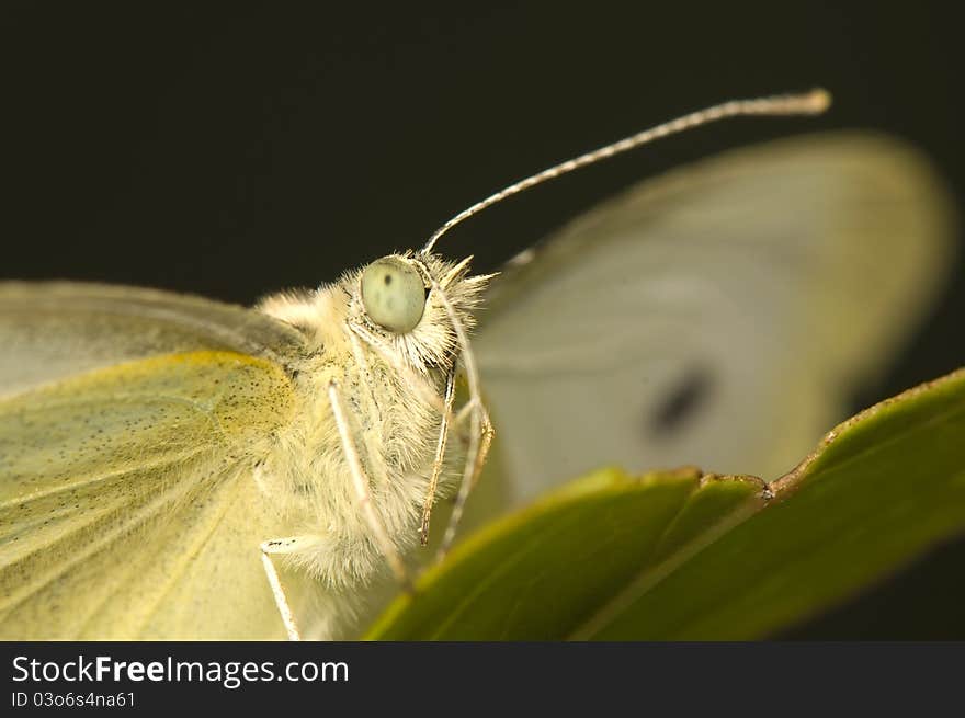 Cabbage pieris