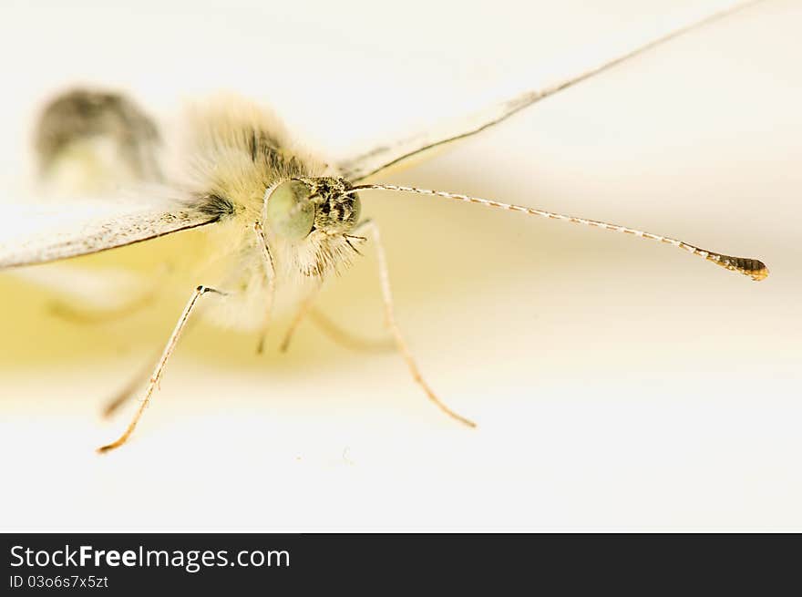 Cabbage pieris - beautiful white butterfly close-up