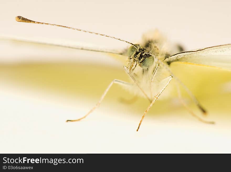 Pieris - cabbage - a beautiful white butterfly, although the worm. Pieris - cabbage - a beautiful white butterfly, although the worm