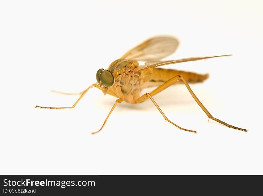 Rhagio tringarius - pretty yellow fly on a white background