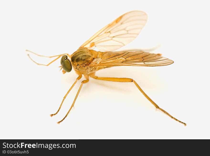 Rhagio tringarius - pretty yellow fly on a white background