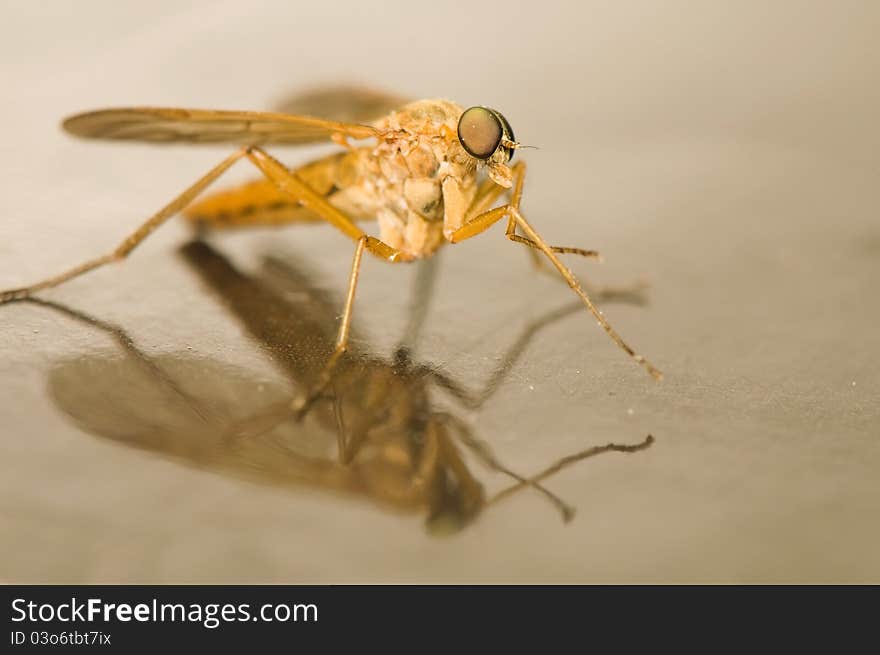 Rhagio tringarius - pretty fly yellow with big eyes