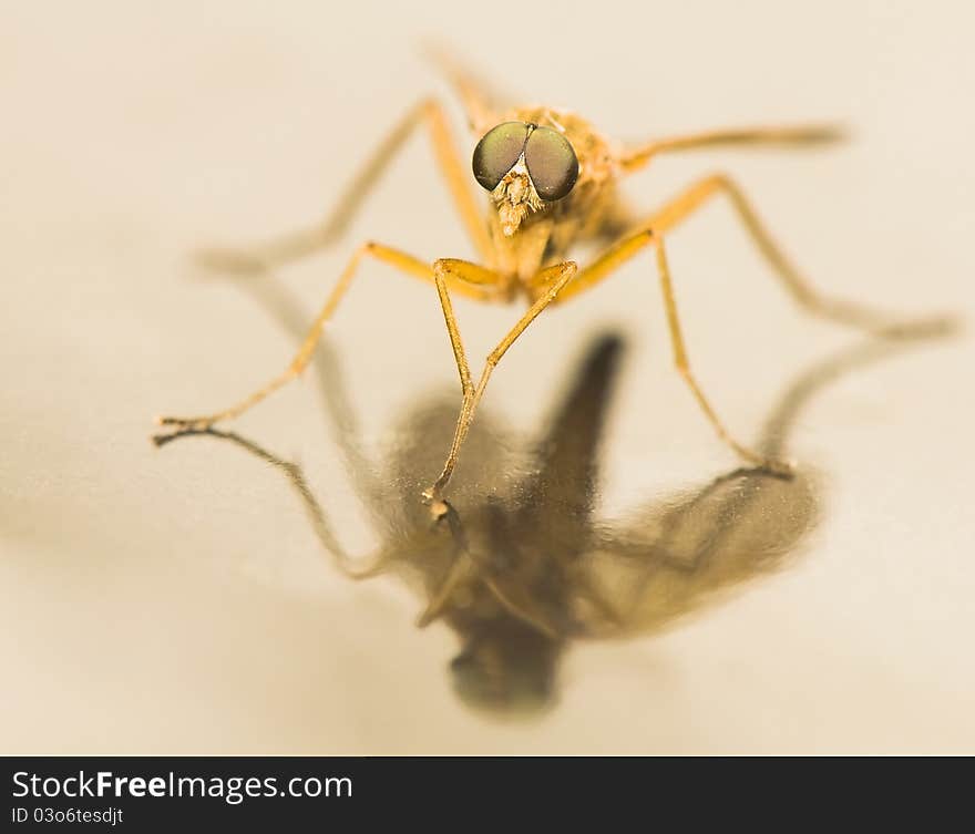 Rhagio tringarius - pretty fly yellow with big eyes