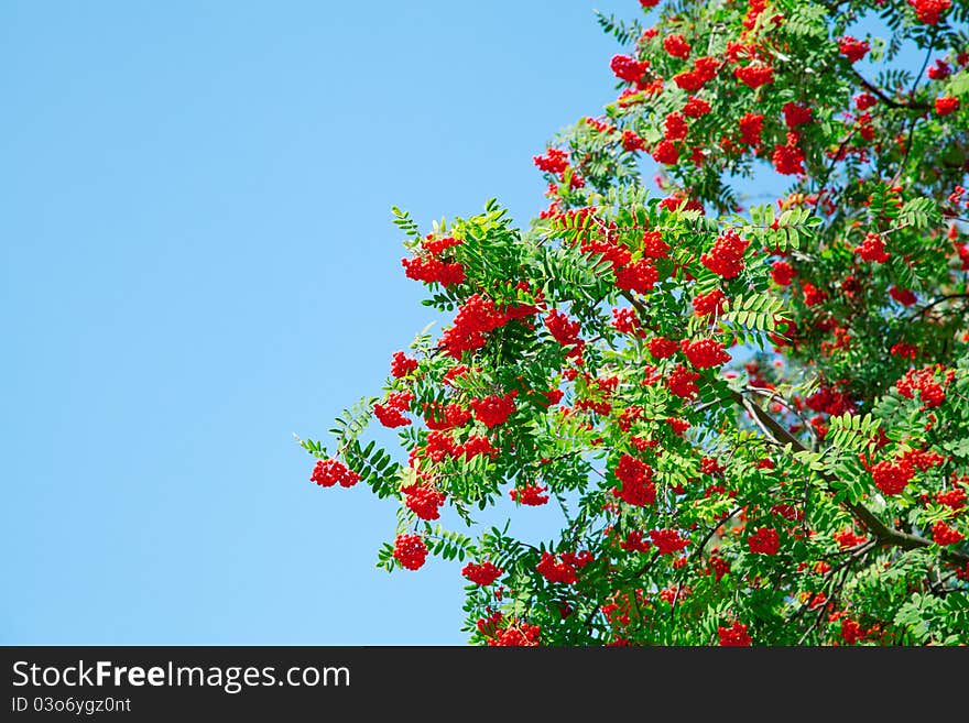 Rowan berries