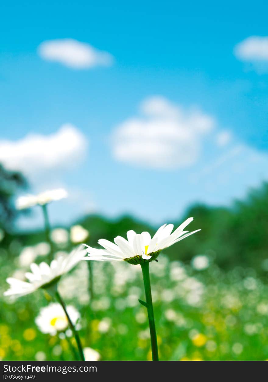 Camomile On Foreground