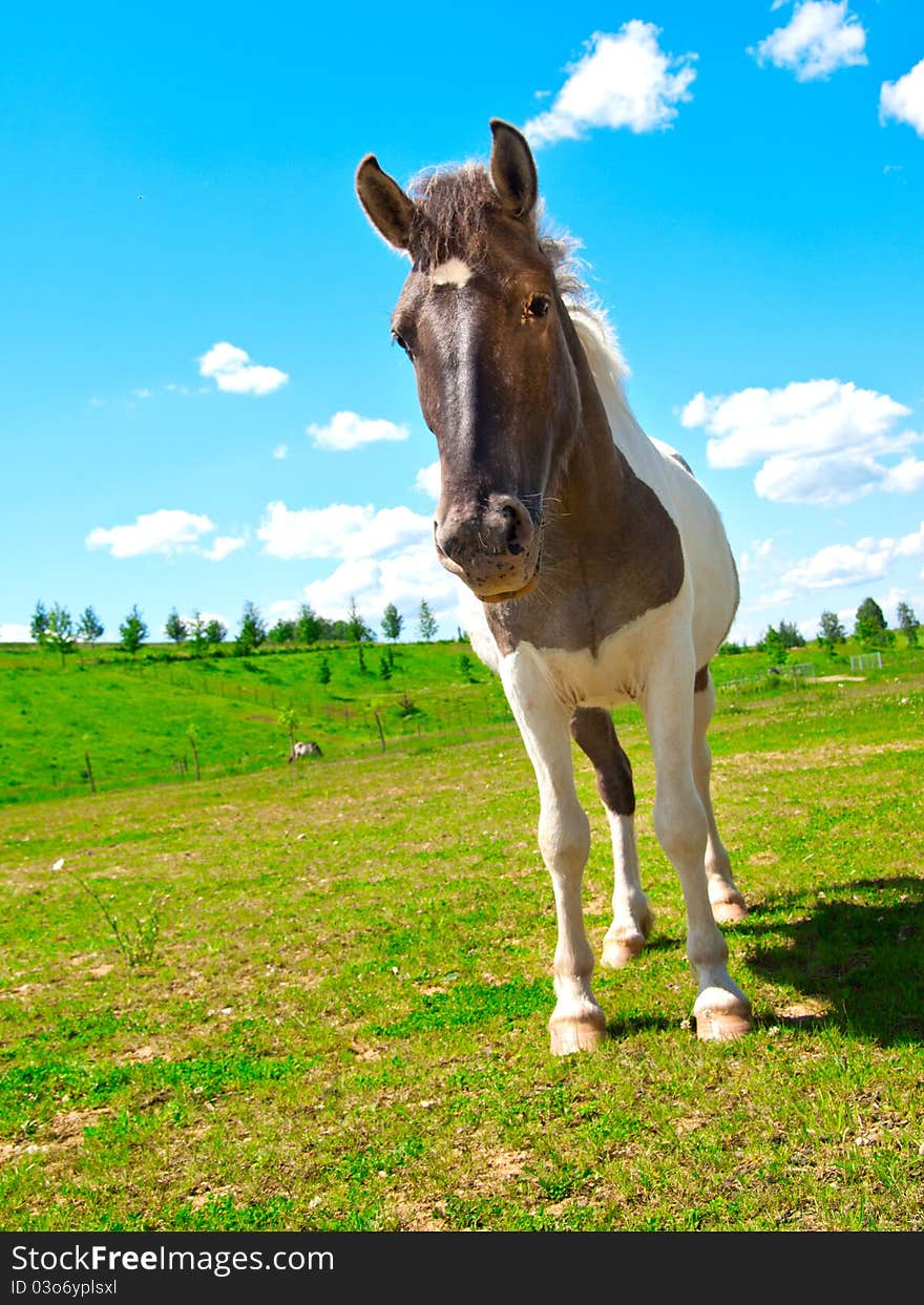 One horse on green field