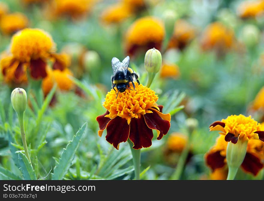 Bumble-bee sun bathing