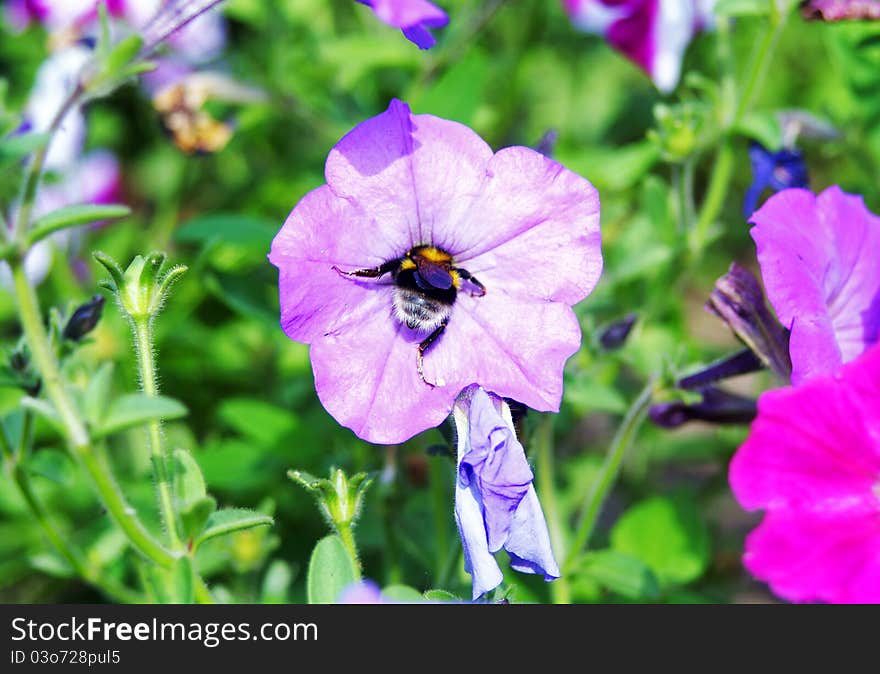 Bumble-bee taking a breakfast