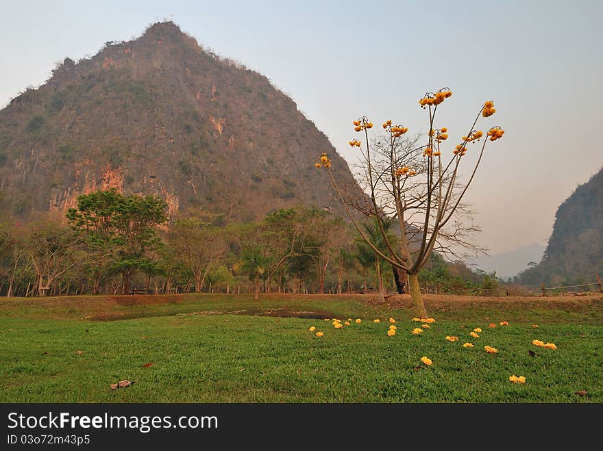 Mountain and blooming flowers