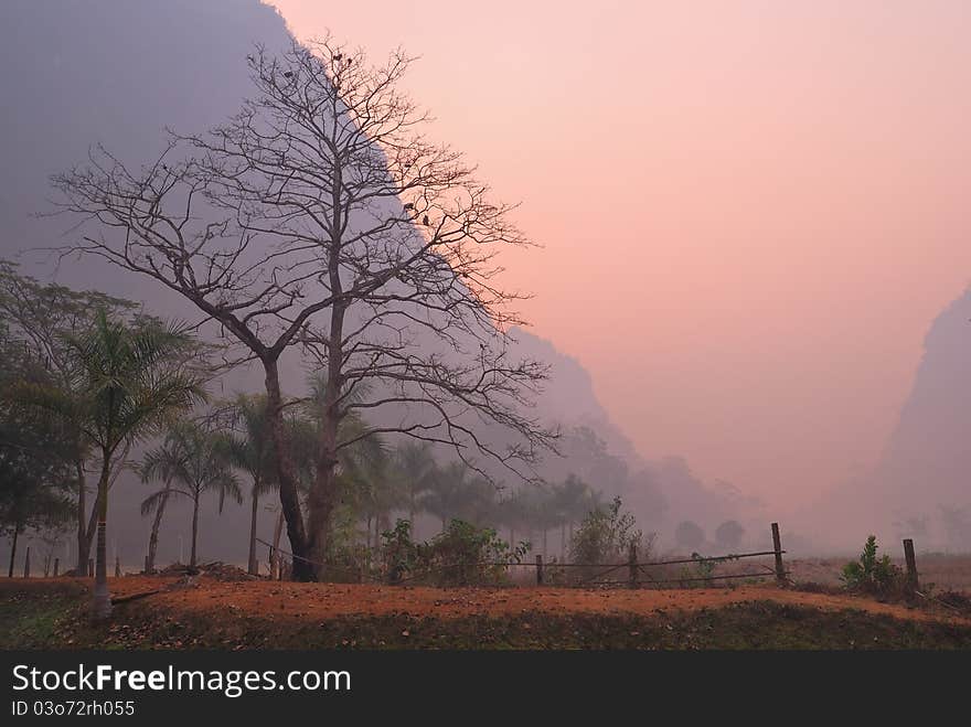 Bare majestic tree at dawn