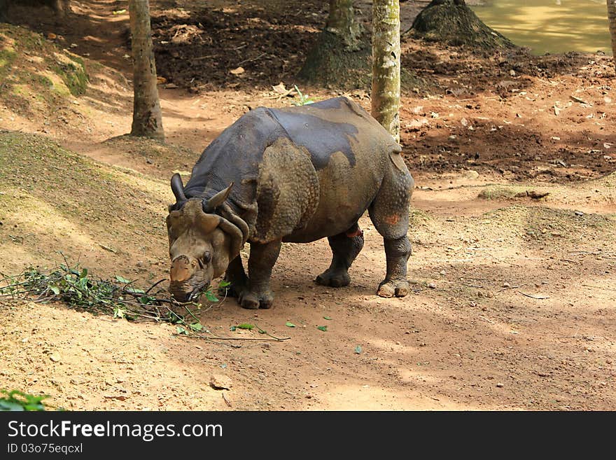 Rhino from Trivandrum zoological garden