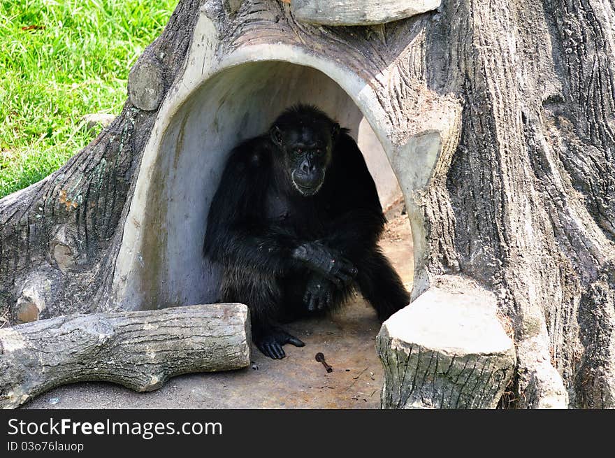 Chimpanzee relaxing under tree at zoo