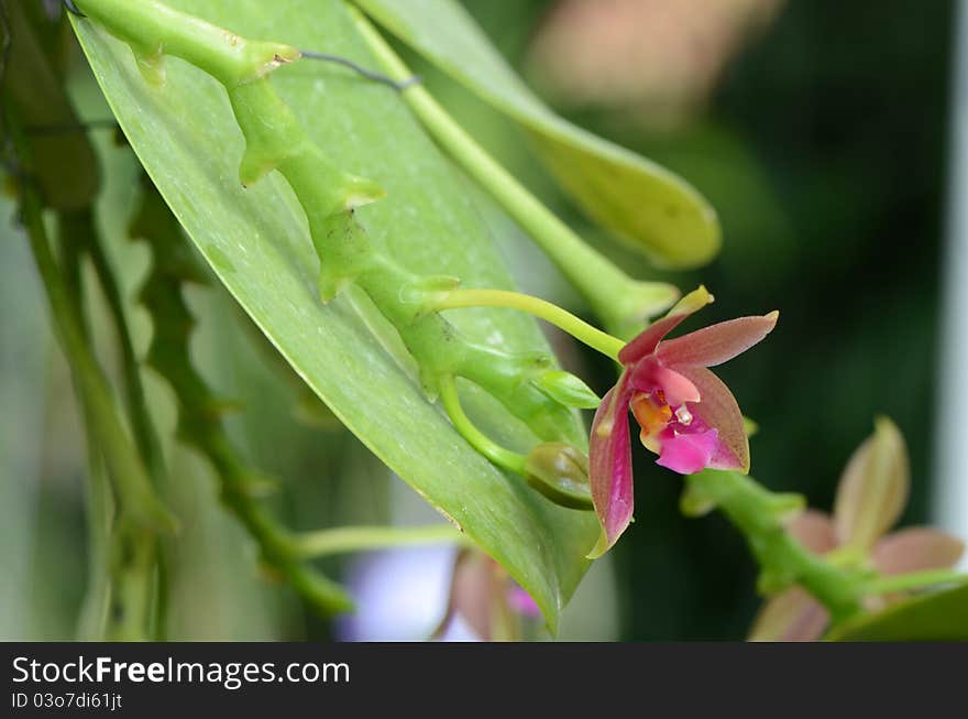 Vanda Orchid Genus