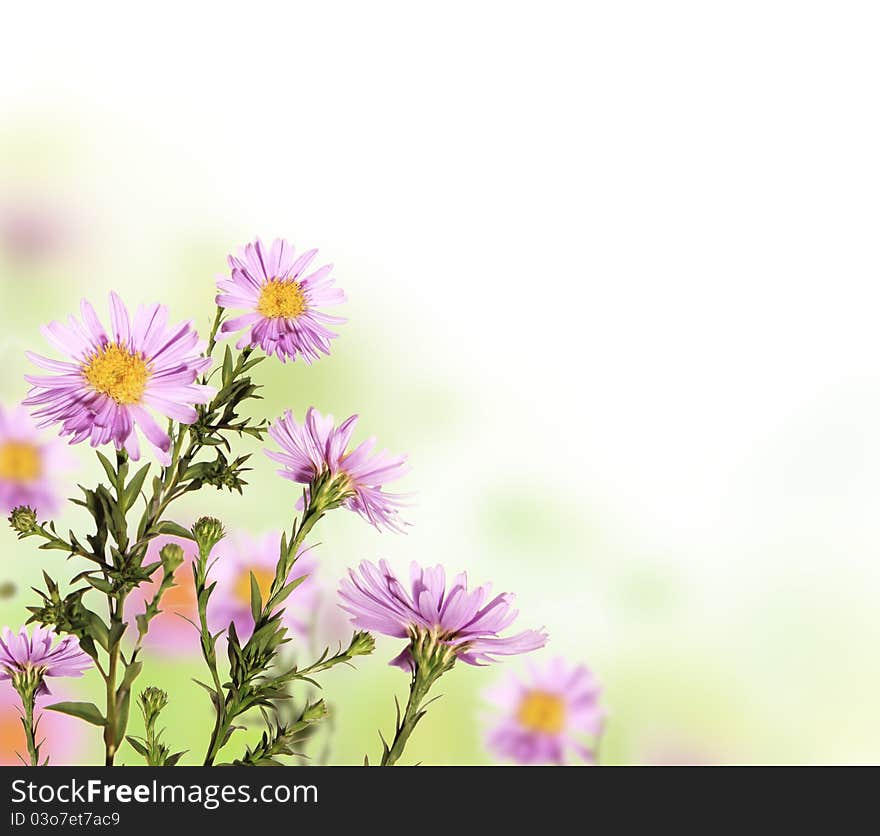 Flower Background