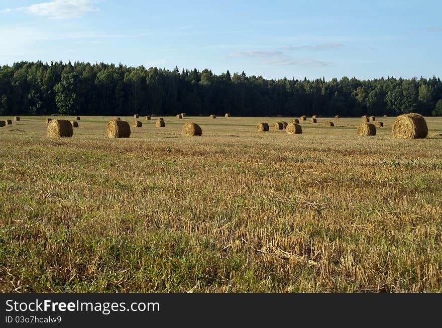 Summer field with haystacks, under fluffy skies. Summer field with haystacks, under fluffy skies