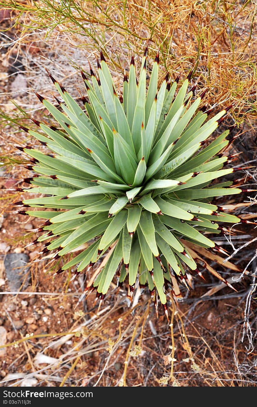 A desert shrub in the Mojave California.