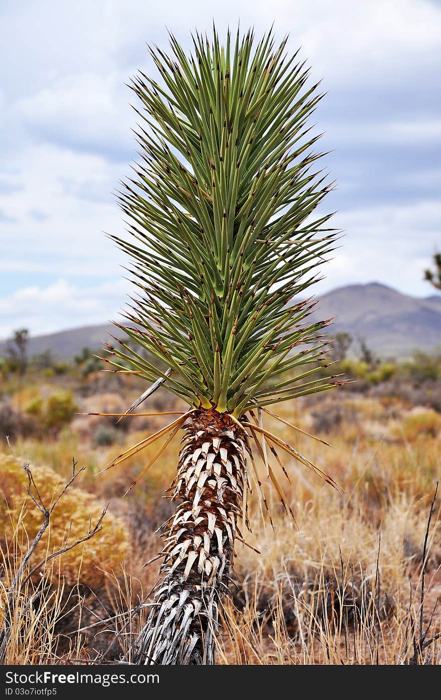 A Young Joshua Tree in the Mojave desert