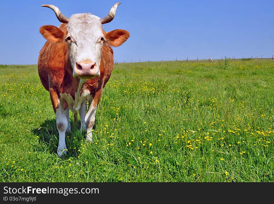 Cow on a summer pasture