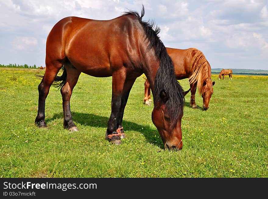 Horses on a summer pasture in a rural landscape.