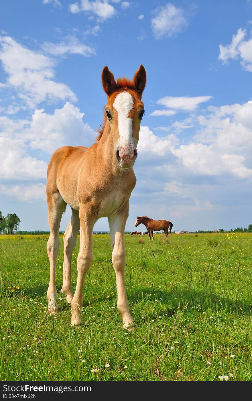 Foal on a summer pasture