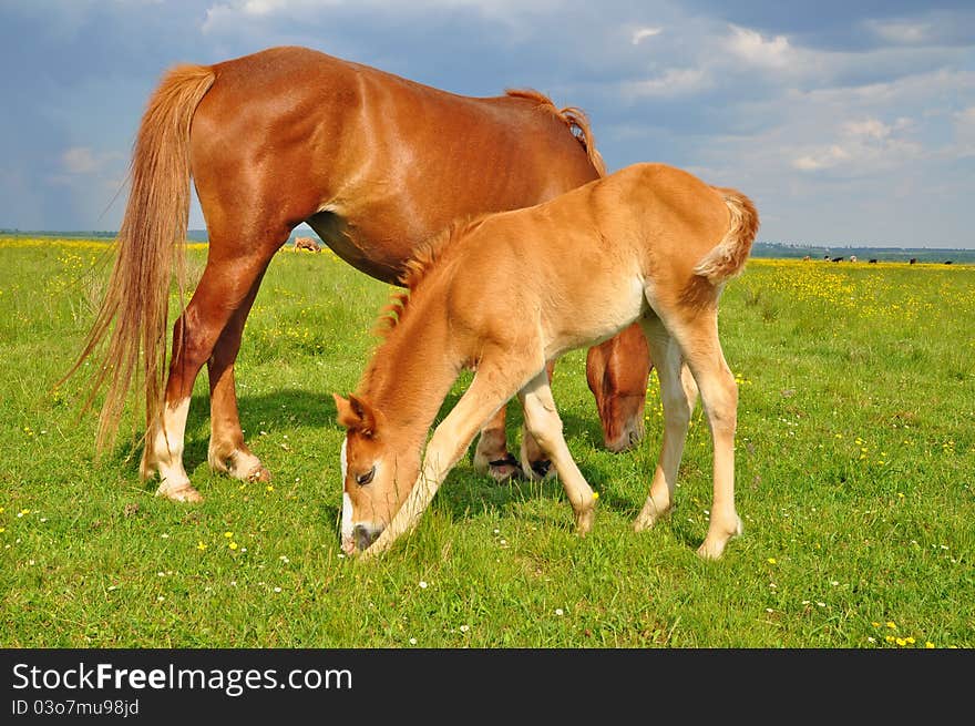 A foal with a mare on a summer pasture in a rural landscape.