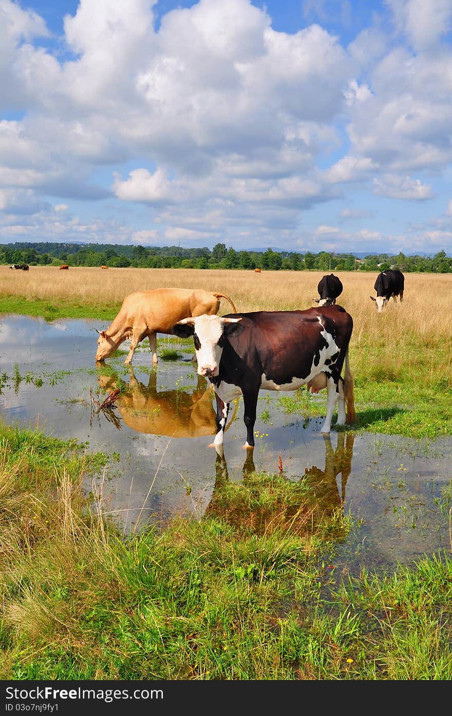 Cows on a summer pasture after a rain