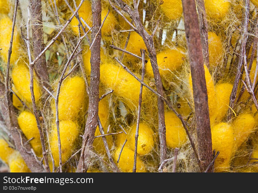 Silk worms nest