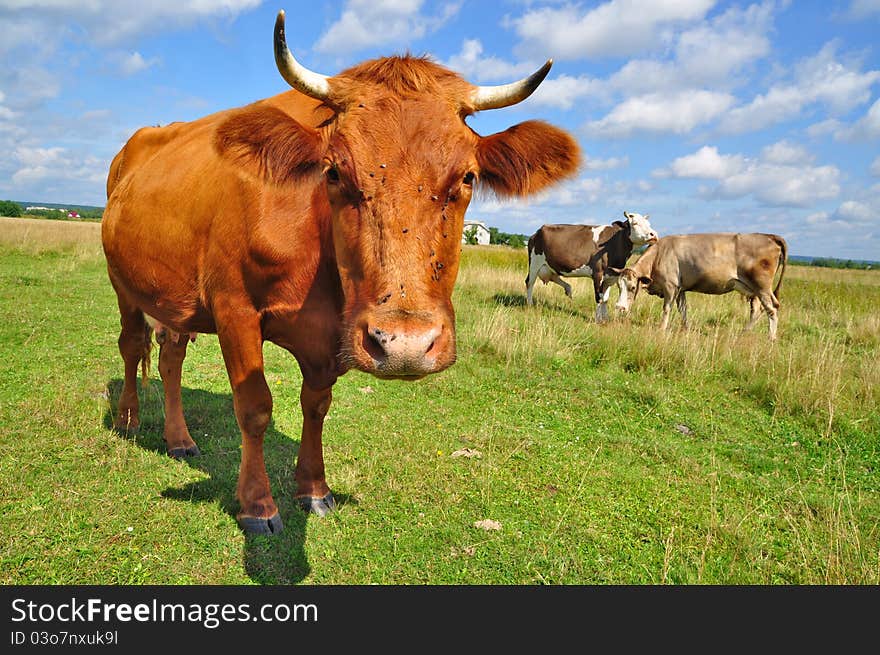 Cow on a summer pasture