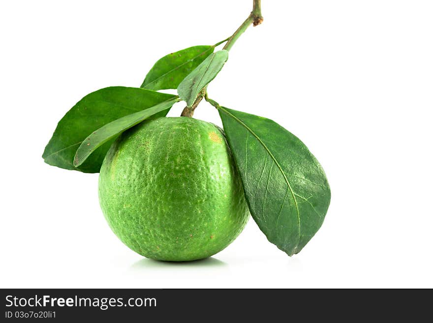 Green tangerines with leaves isolated on white background. Green tangerines with leaves isolated on white background