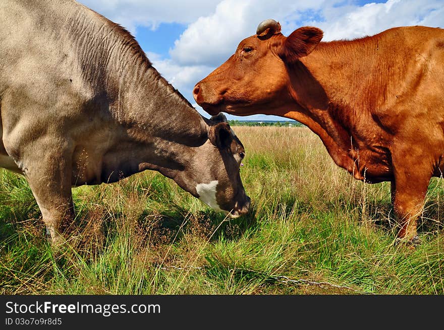 Cows on a summer pasture