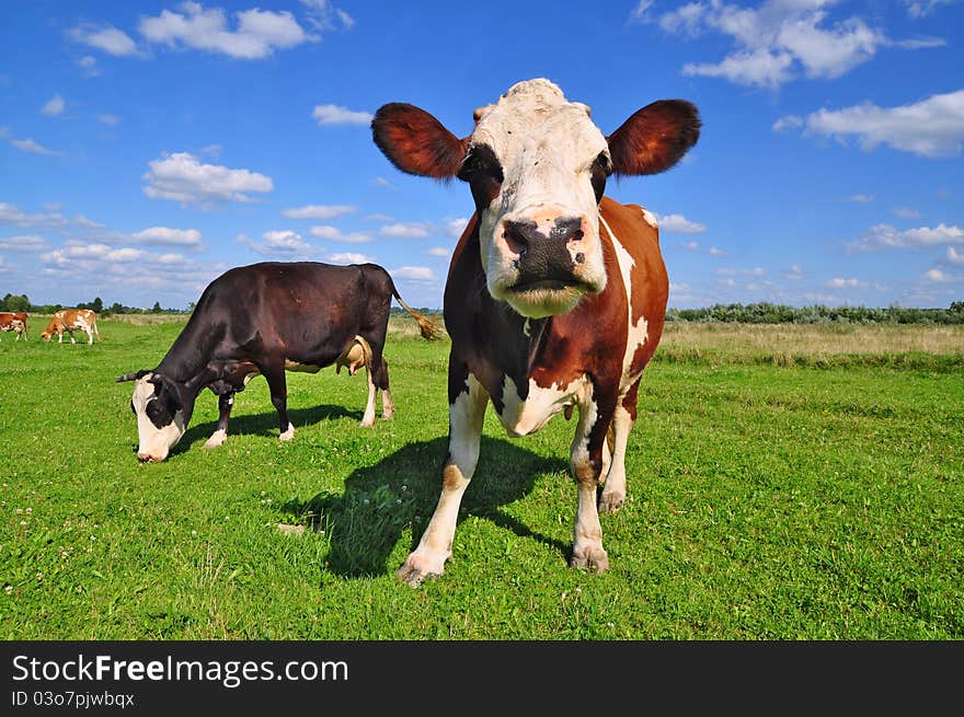 A cow on a summer pasture in a summer rural landscape