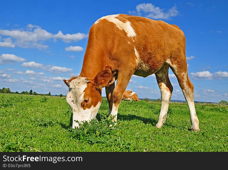 The calf on a summer pasture