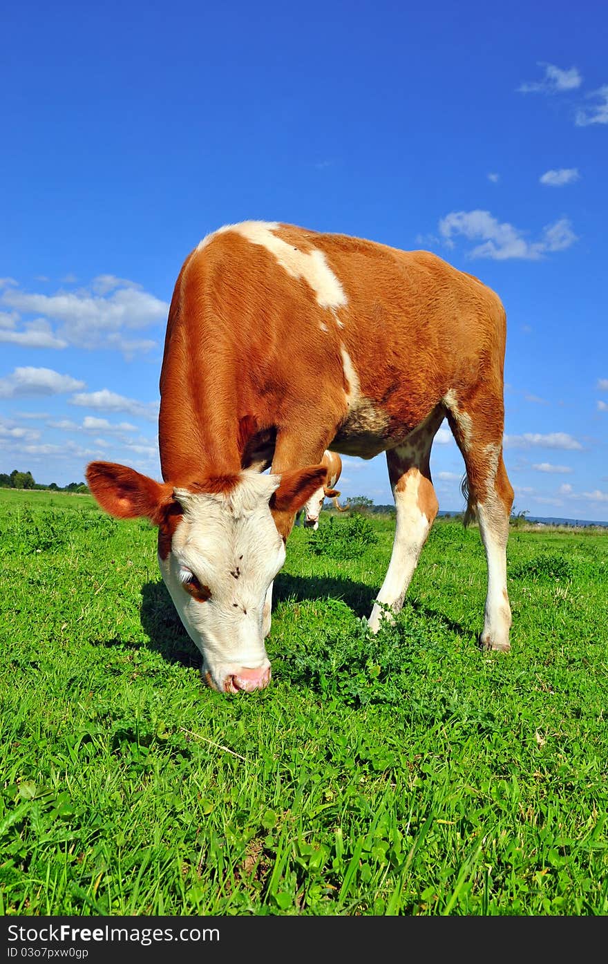 The calf on a summer pasture