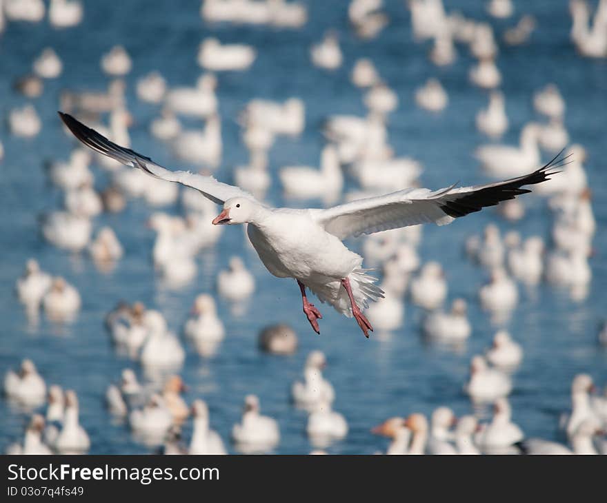 Flying snow goose wings wide open over a lake with many of geeses. Flying snow goose wings wide open over a lake with many of geeses