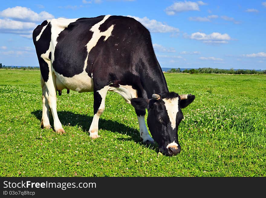 Cow on a summer pasture