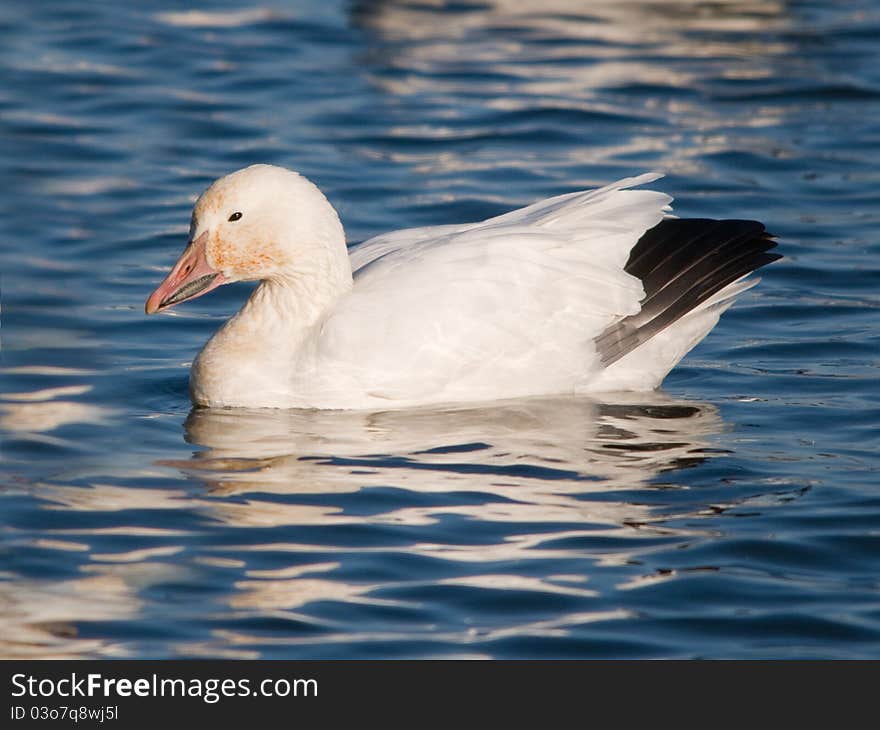 Resting snow goose on the lake with half closed eye. Resting snow goose on the lake with half closed eye